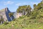 Ethiopia. Amhara. North Gondar. Group of Gelada baboons in the Ethiopian highlands. Art Print